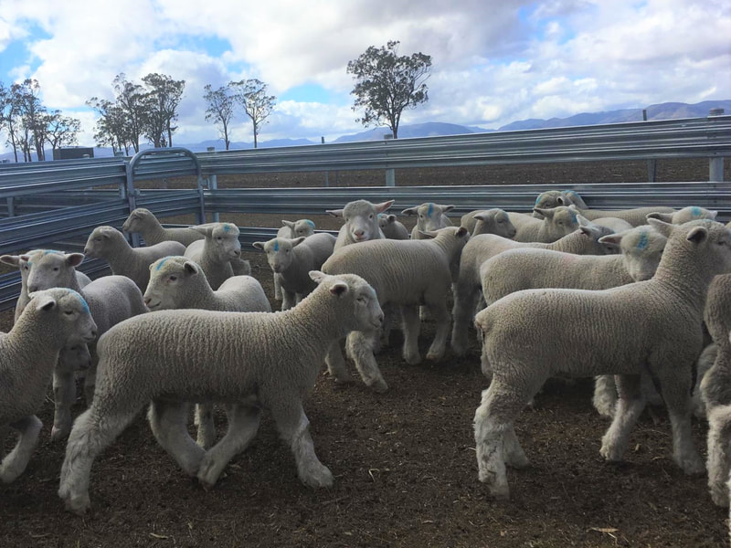 Sovereign Poll Dorsets 2019 Autumn drop lambs